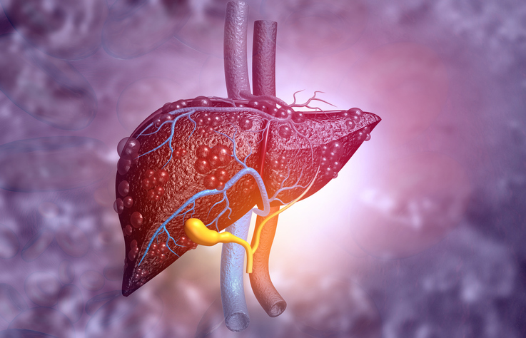 Liver Health: What You Need to Know and How to Support It